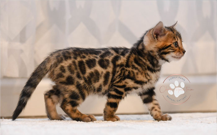 Bengal kitten for sale